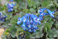 Corydalis pseudobarbisepala