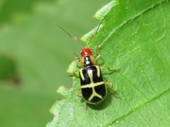 Metrobrotica geometrica