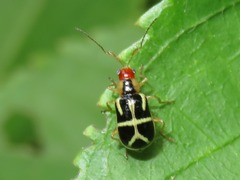 Metrobrotica geometrica