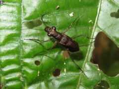 Odontocheila chrysis