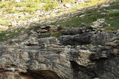 Tetraogallus himalayensis