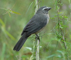 Grayish Saltator photo 5