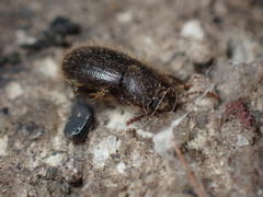 Eleodes littoralis
