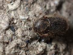 Eleodes littoralis