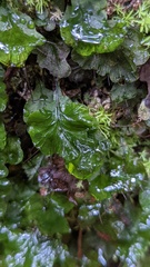 Trichomanes godmanii