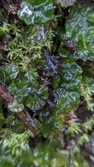 Trichomanes godmanii