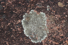 Xanthoparmelia lineola