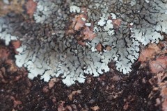 Xanthoparmelia lineola