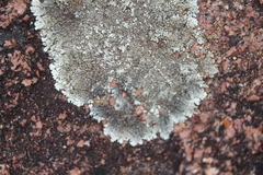 Xanthoparmelia lineola