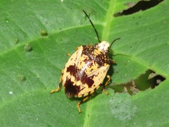 Antiteuchus melanoleucus