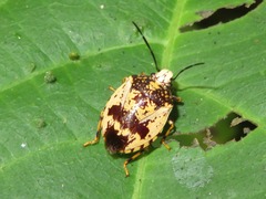 Antiteuchus melanoleucus