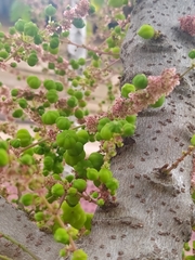 Phyllanthus acidus