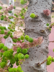 Phyllanthus acidus