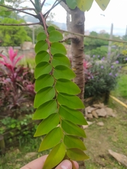 Phyllanthus acidus