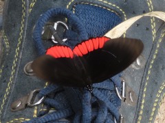 Biblis hyperia laticlavia
