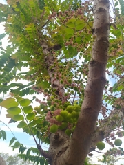 Phyllanthus acidus
