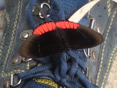 Biblis hyperia laticlavia