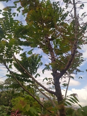 Phyllanthus acidus
