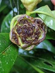 Palicourea glomerulata