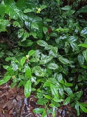 Palicourea glomerulata