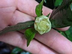 Palicourea glomerulata