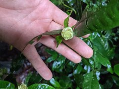 Palicourea glomerulata