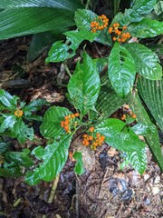 Palicourea racemosa