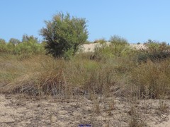 Retama monosperma