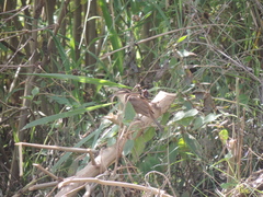 Furnarius leucopus longirostris