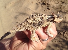 Phrynosoma coronatum