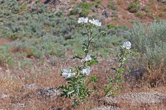 Argemone munita rotundata