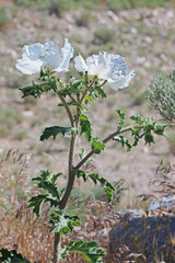 Argemone munita rotundata