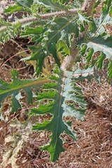 Argemone munita rotundata