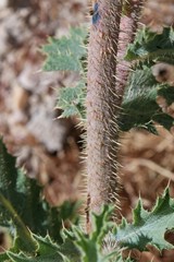 Argemone munita rotundata