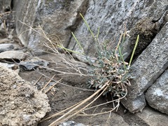 Boechera evadens