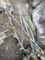 Boechera evadens