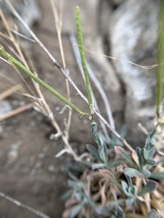 Boechera evadens