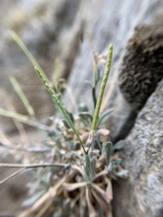 Boechera evadens
