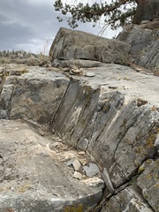 Boechera evadens