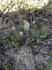 Lepidium virginicum menziesii