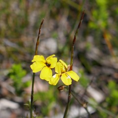 Goodenia stelligera