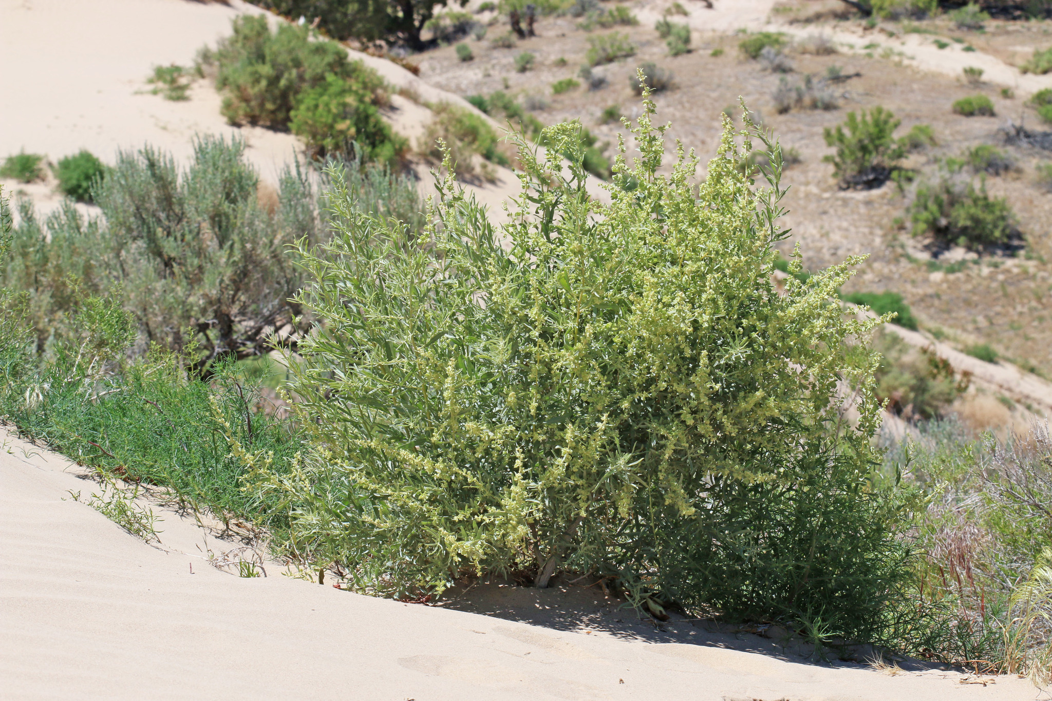 Atriplex canescens var. gigantea