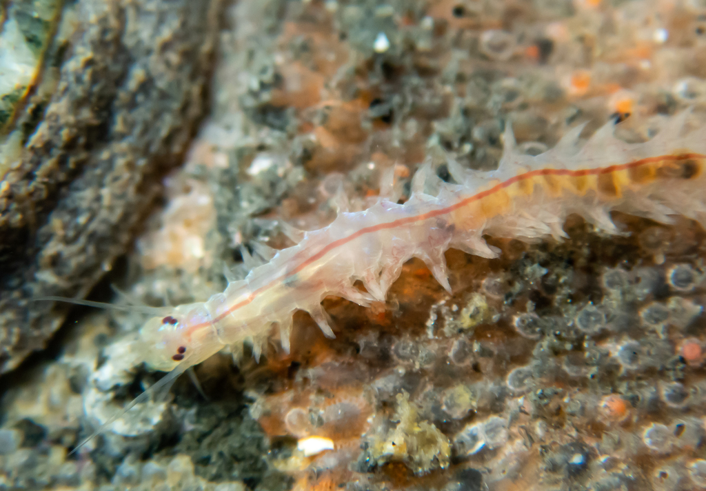 Neanthes cricognatha (Polychaetes Worms of NZ) · iNaturalist