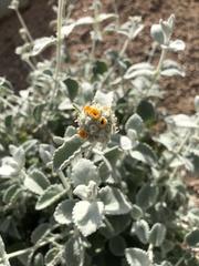 Buddleja marrubiifolia