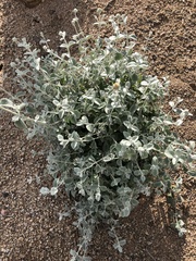 Buddleja marrubiifolia