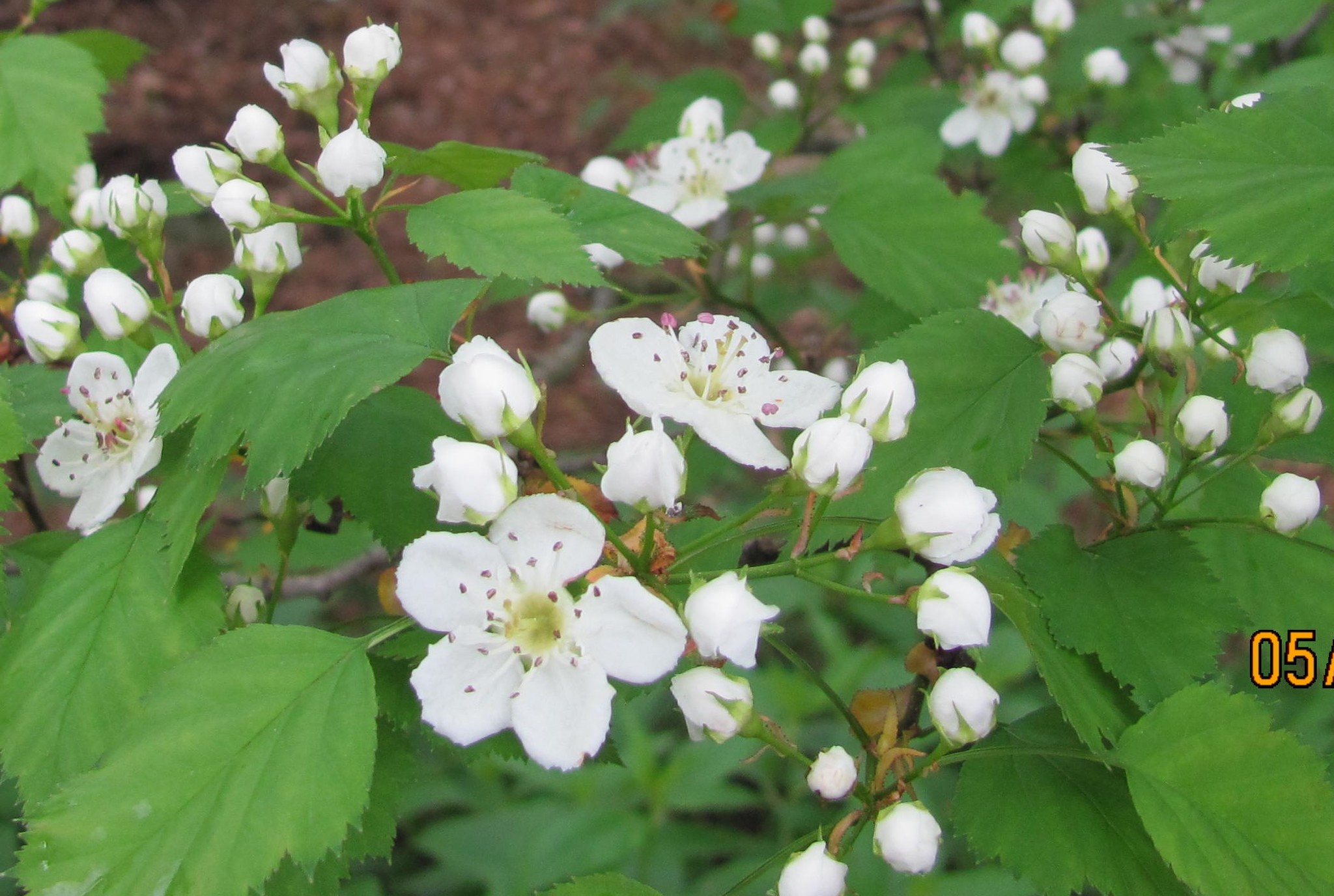 Crataegus pruinosa var. pruinosa