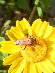 Calocoris nemoralis