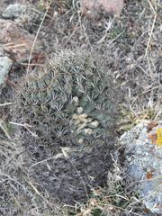 Coryphantha clavata