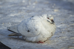 Columba livia domestica