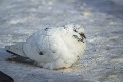 Columba livia domestica
